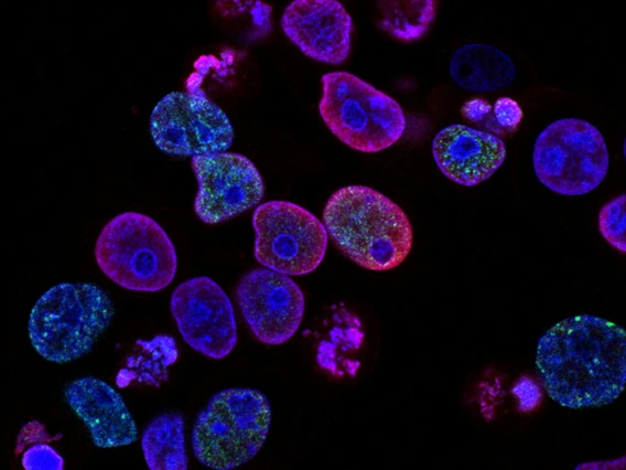 purple-cells